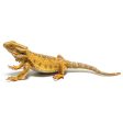 Bearded Dragon Lizard L For Discount