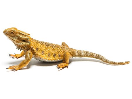 Bearded Dragon Lizard L For Discount