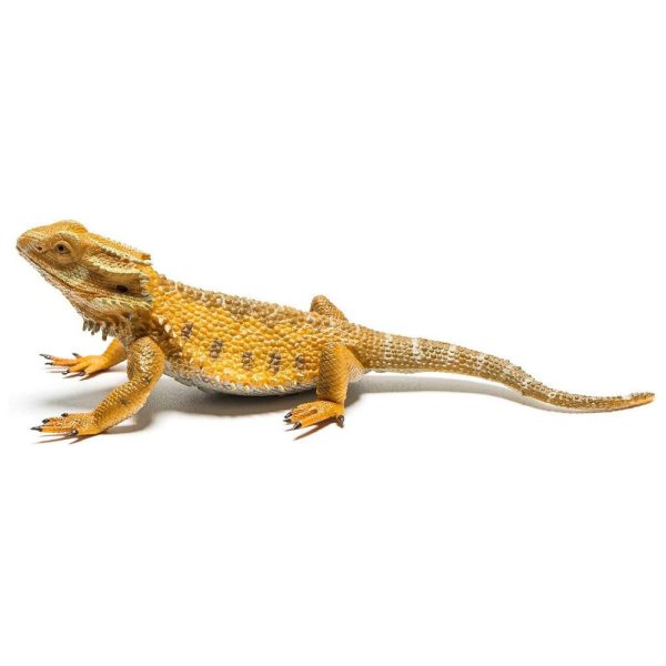 Bearded Dragon Lizard L For Discount