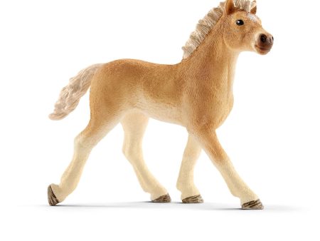 Haflinger foal For Discount