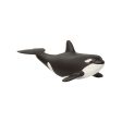 Baby Orca For Discount