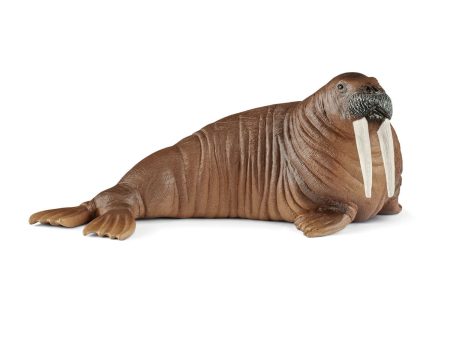 Walrus on Sale