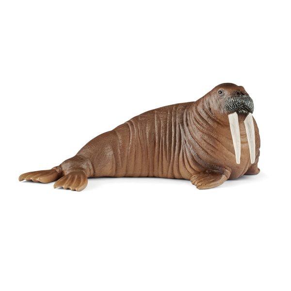 Walrus on Sale