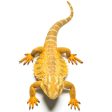 Bearded Dragon Lizard L For Discount