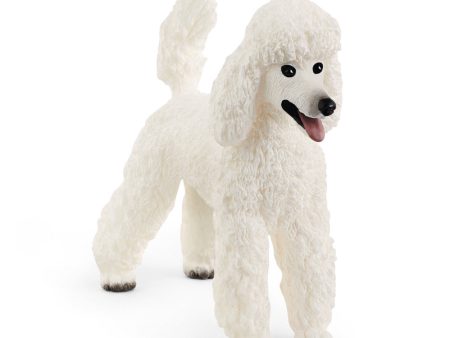 Poodle Online Hot Sale