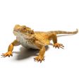 Bearded Dragon Lizard L For Discount