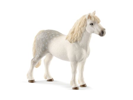 Welsh pony stallion For Cheap